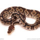 ball python for sale