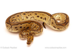 ball python for sale