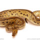 ball python for sale