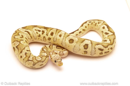 ball python for sale