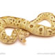ball python for sale