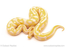 ball python for sale