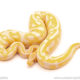 ball python for sale
