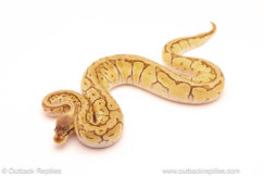 ball python for sale