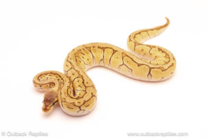 ball python for sale