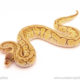 ball python for sale