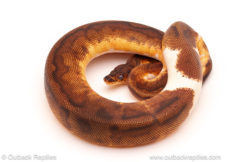 ball python for sale