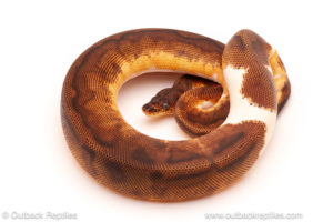 ball python for sale