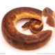 ball python for sale
