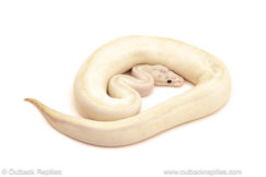 ball python for sale