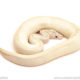 ball python for sale