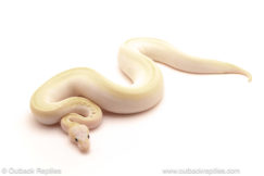 ball python for sale
