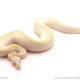 ball python for sale