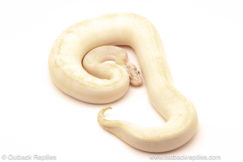 ball python for sale