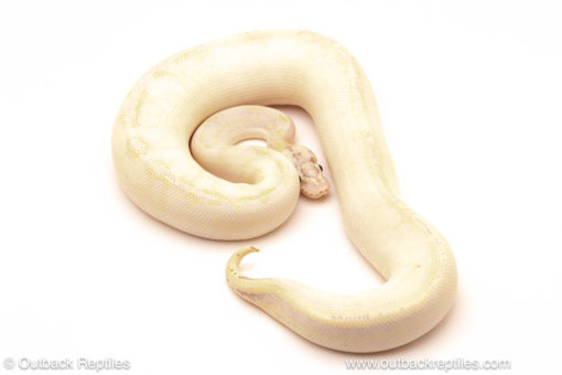 ball python for sale