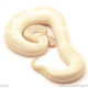 ball python for sale