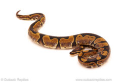 ball python for sale
