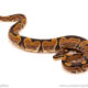 ball python for sale