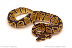ball python for sale