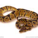 ball python for sale