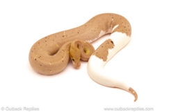 ball python for sale