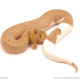 ball python for sale