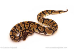 ball python for sale
