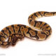 ball python for sale