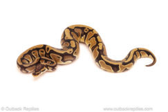 ball python for sale