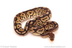 ball python for sale