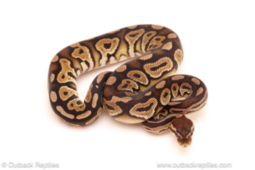 ball python for sale