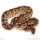 ball python for sale