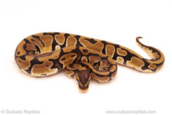 ball python for sale