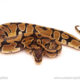 ball python for sale