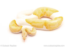 ball python for sale
