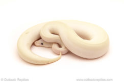 ball python for sale