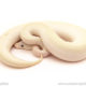 ball python for sale