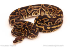 ball python for sale