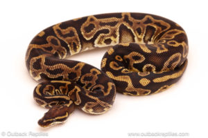 ball python for sale