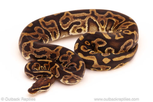 ball python for sale