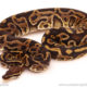 ball python for sale