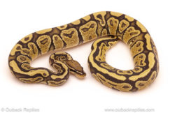 ball python for sale