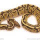 ball python for sale