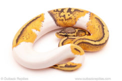 ball python for sale
