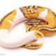 ball python for sale