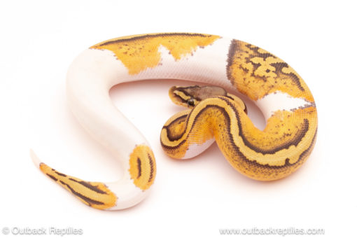 ball python for sale