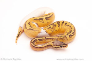 ball python for sale