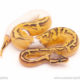 ball python for sale