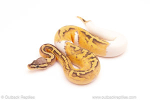 ball python for sale
