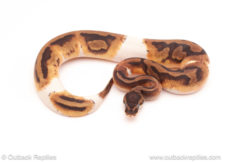 ball python for sale